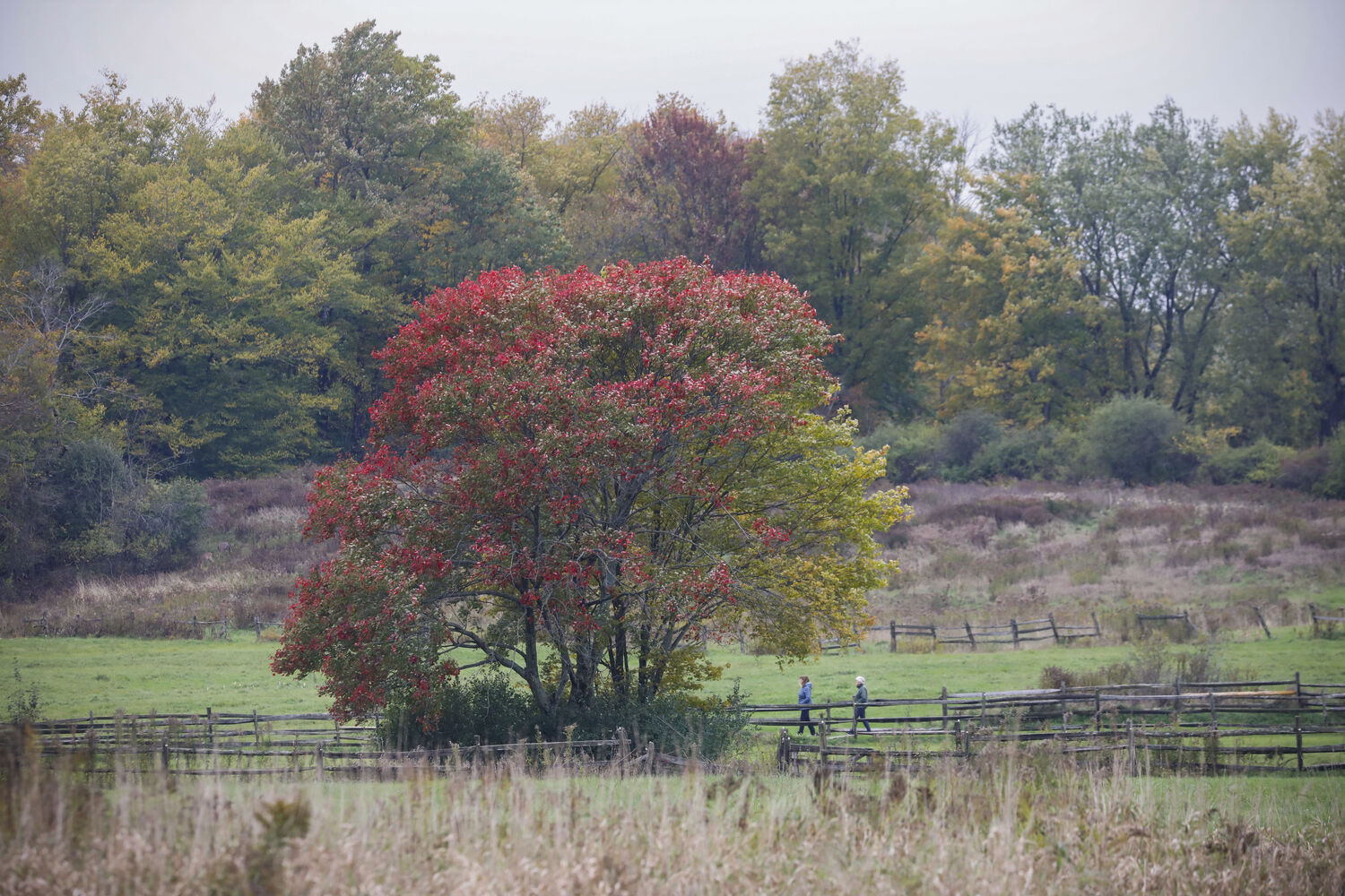 Knox Farm